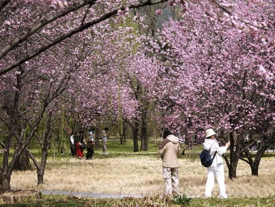 China braces for cross-border travel surge during Qingming holiday