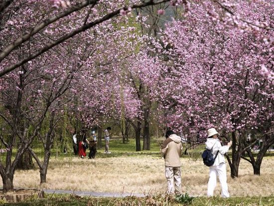 China braces for cross-border travel surge during Qingming holiday