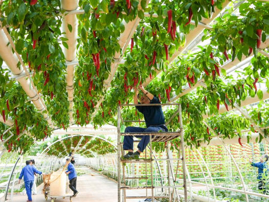 Preparation for 27th China (Shouguang) Int'l Vegetable Science and Technology Expo enters final stage