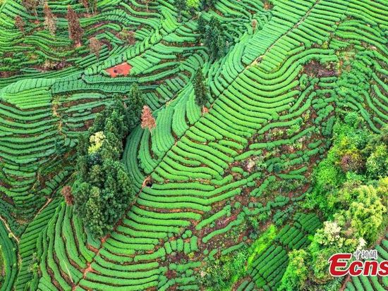 People's Daily English language App