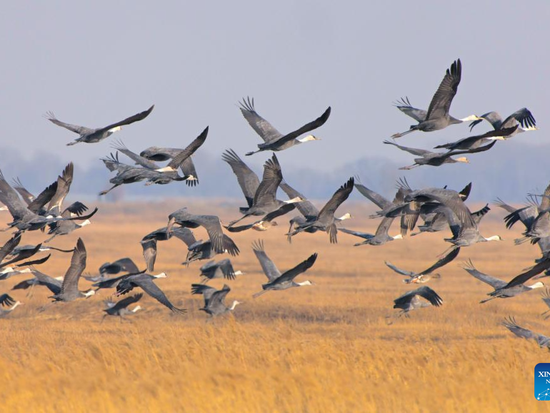 People's Daily English language App