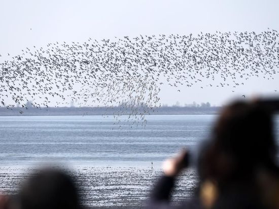 People's Daily English language App