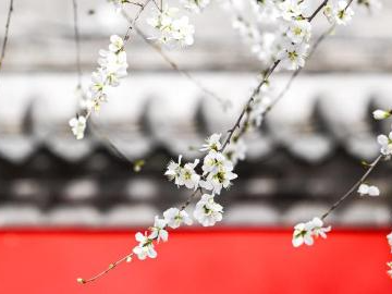 Tourists enjoy peach blossoms at park in Hohhot, N China's Inner Mongolia