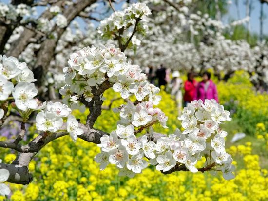 People's Daily English language App