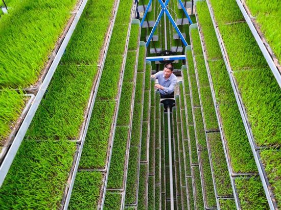 People's Daily English language App