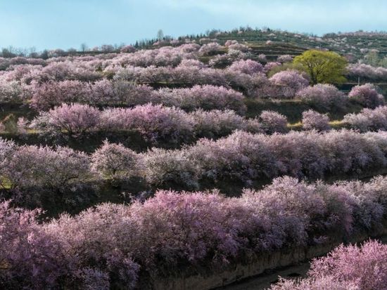 People's Daily English language App