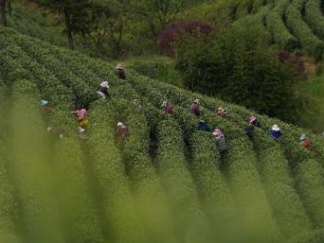 White tea enters harvest season in Anji, E China's Zhejiang