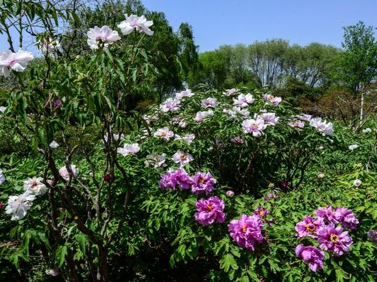 Blooming together: China cultivates global harmony with peonies
