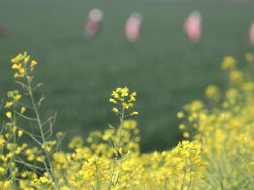 Spring farming in full swing across China