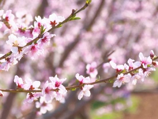 Pinggu Peach Blossom Festival opens for a romantic spring journey