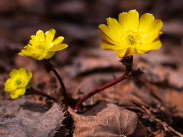 In pisc: blooming adonis amurensis at forest park in Fujin, China's Heilongjiang