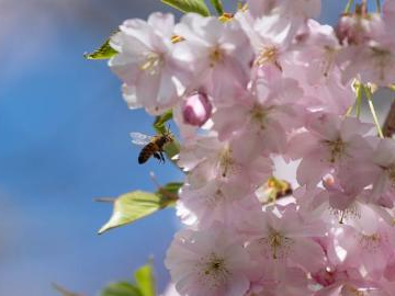 In pics: Cherry Blossom Festival in Berlin, Germany