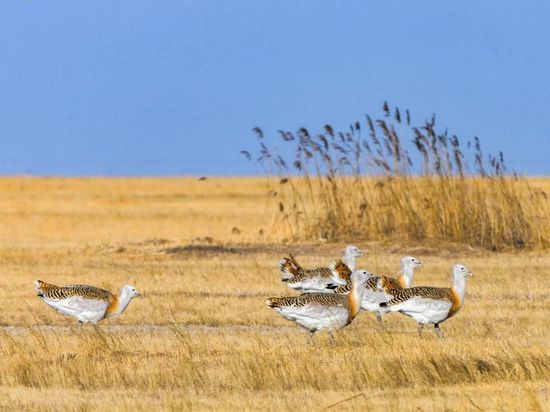 People's Daily English language App