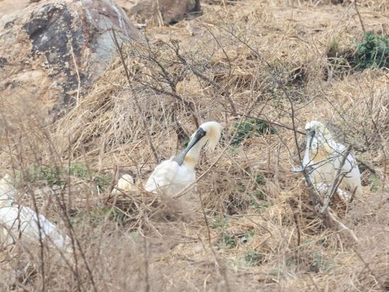 People's Daily English language App