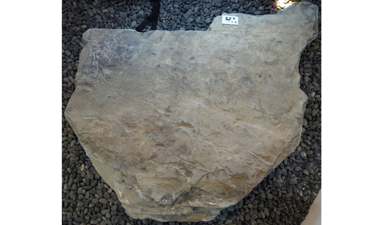 Jinju pterosaur track fossil Photo: Courtesy of Xing Lida