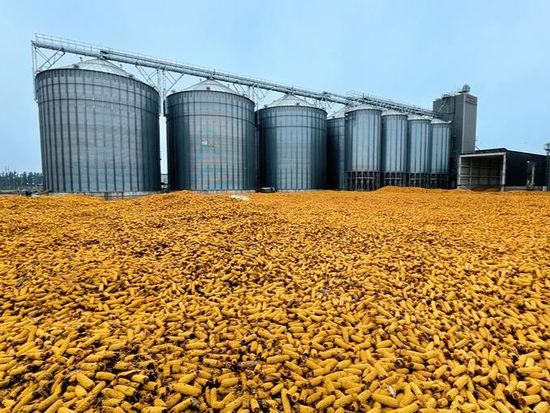 Report projects stronger grain, major farm produce supply in China in 2026