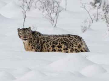 People's Daily English language App