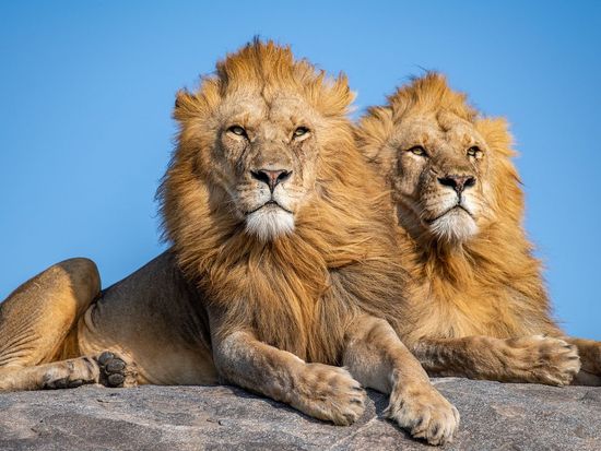 Tanzania's lion population reaches 17,000