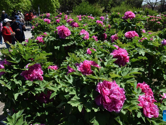 People's Daily English language App