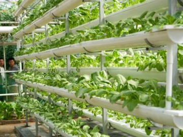 Unmanned farming highlighted at Shandong's int'l vegetable sci-tech expo