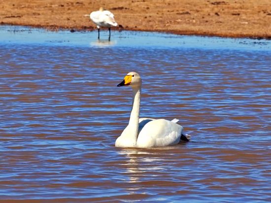 Graceful swans, and a conservation success story