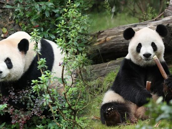 China to send two giant pandas to US, highlighting 'bridge of friendship'