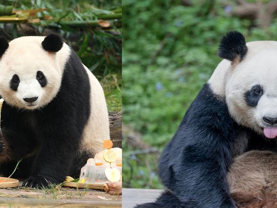 Panda pair bound for US in new chapter of conservation exchange