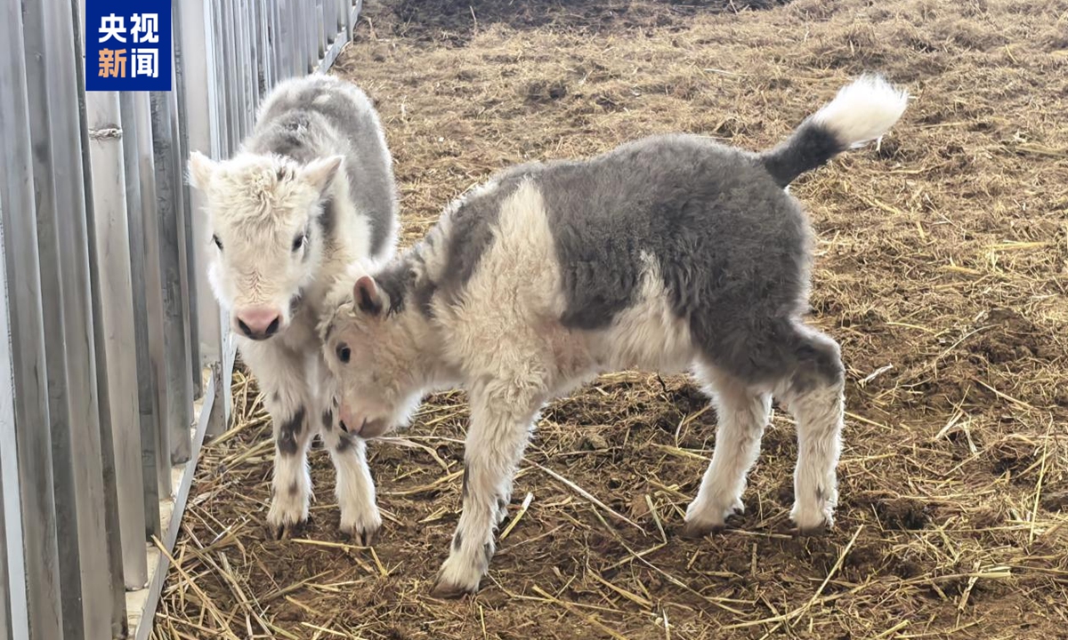 Clon yaks Photo: CCTV News