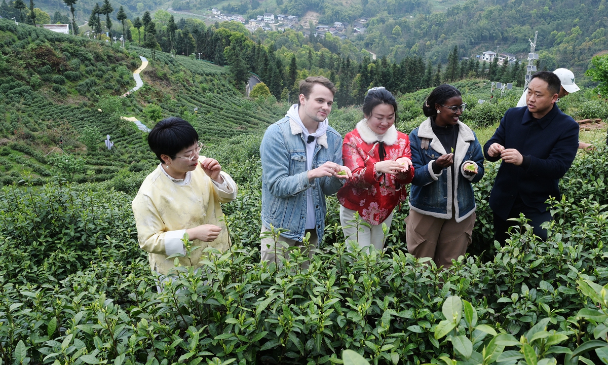 International students learn tea-picking skills at a tea plantation in Dazhou, Southwest China's Sichuan Province on March 20, 2026.  Photo: VCG