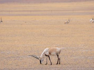 People's Daily English language App