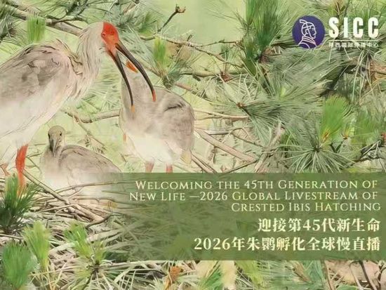 Live: Crested ibises hatching eggs