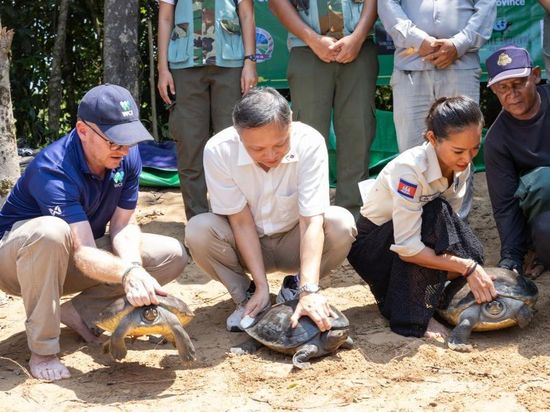 Cambodia releases 20 critically endangered royal turtles into natural habitat