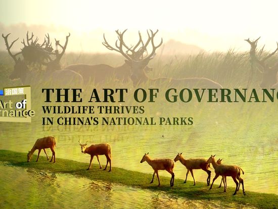 The Art of Governance: Wildlife thrives in China's national parks