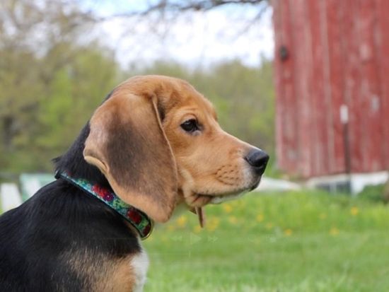 1,500 beagles will get new lives, warm laps after release from research facility