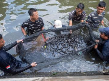 People capture suckermouth catfish during operation targeting invasive species in Indonesia