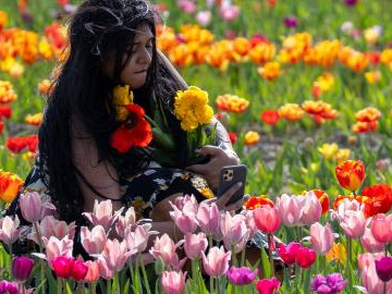 Tulip festival held in Ontario, Canada