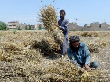 Farmers harvest wheat in Peshawar, Pakistan