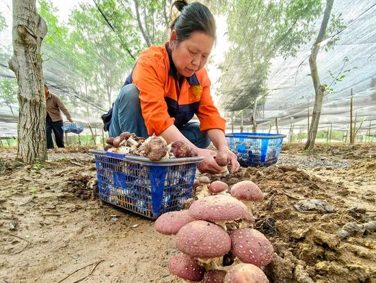 Wine cap mushroom farming thrives in Luoyang's woodlands