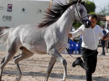 Horse festival celebrates beauty, heritage of Egyptian Arabian horses