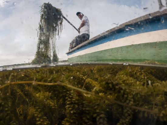 Invasive plant threatens livelihoods in Colombia's largest coastal wetland
