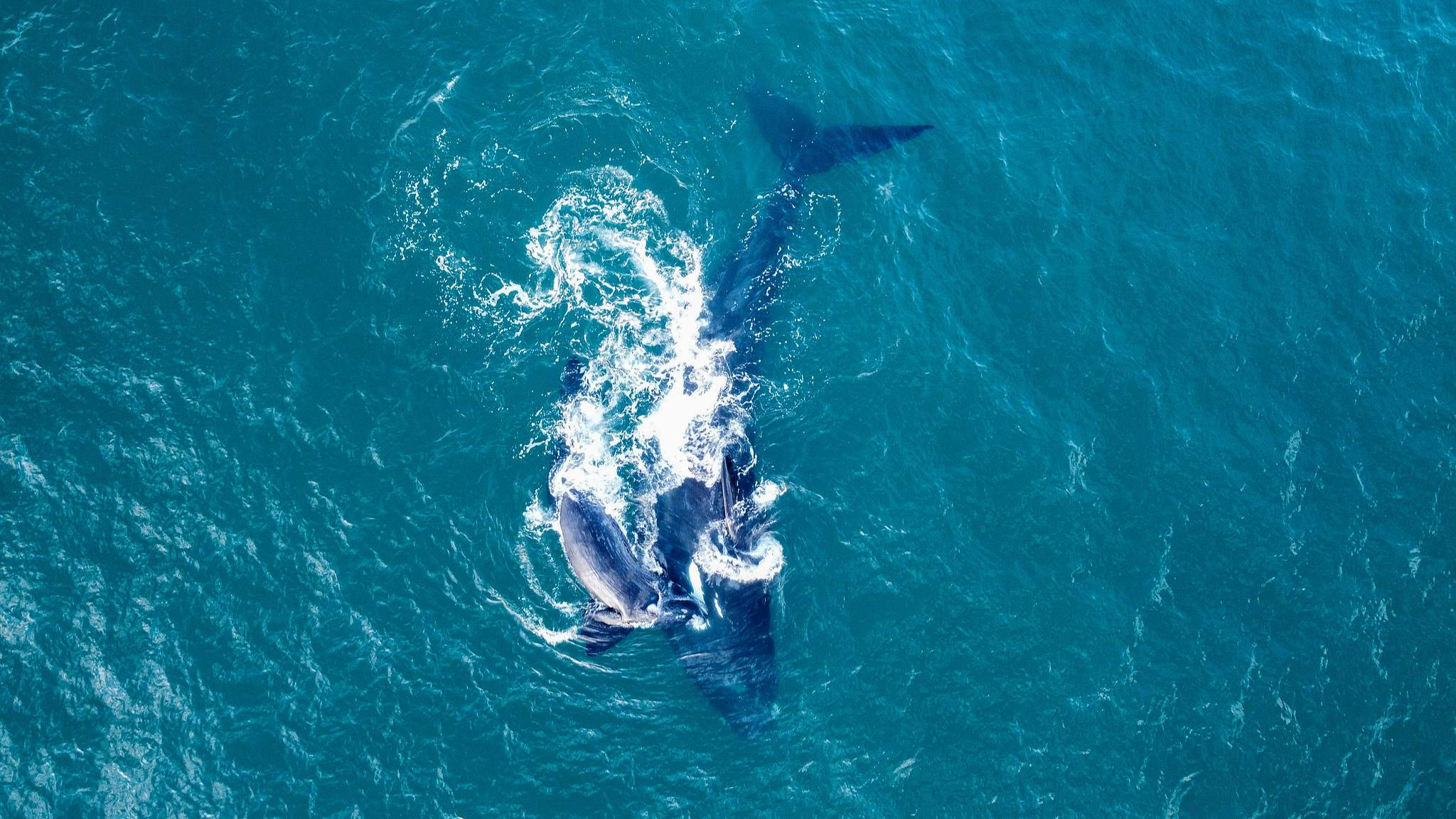 Southern right whales (Eubalaena australis) swim off the coast of Infanta, near the Breede River estuary, in the Breede River Valley, South Africa, October 21, 2022. /CFP