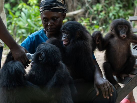 A rare sanctuary in Congo looks after baby bonobos away from poaching threat