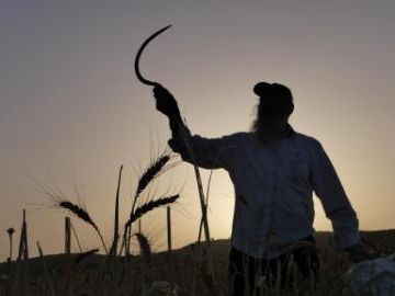 Ultra-Orthodox Jews harvest wheat in field near Modiin, Israel
