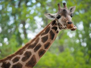 Warsaw Zoo holds farewell party for giraffe Pietruszka heading to Slovenia