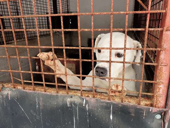 Animal welfare group finds systemic neglect at public dog shelters in Romania