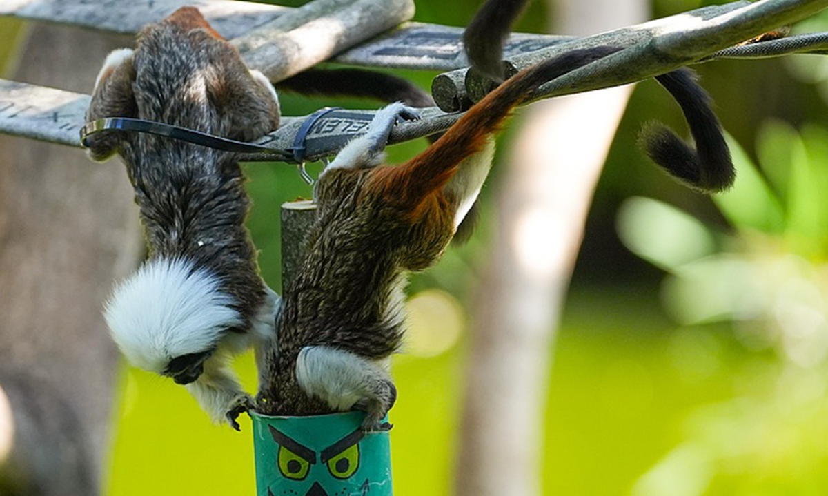 Two white-headed marmoset primates search for food among Christmas decorations with pieces of meat and fruit hidden at a zoo in Cali, Colombia, on December 18, 2025. Photo: VCG