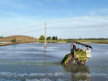 Ongniud Banner of China's Inner Mongolia ushers in transplanting season for rice seedlings