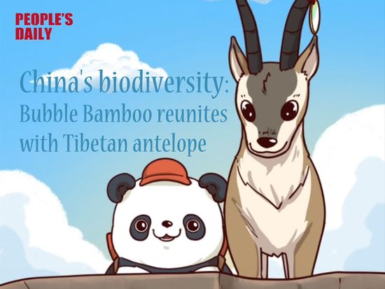 China's biodiversity | Bubble Bamboo reunites with Tibetan antelope
