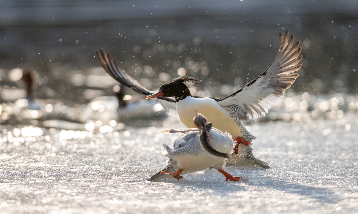 Two Chinese mergansers forage while swimming on a river in Baishan, Northeast China's Jilin Province, on March 17, 2026. Photo: VCG