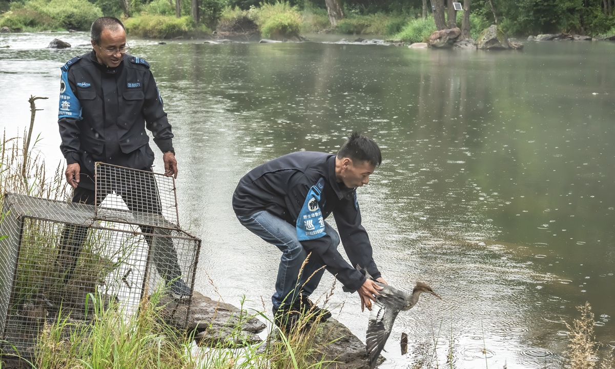 Wildlife rescue station staff in the Changbai Mountains release a hand-hatched Chinese merganser by a river. Photo: Courtesy of the Changbai Mountain Nature Conservation and Management Center